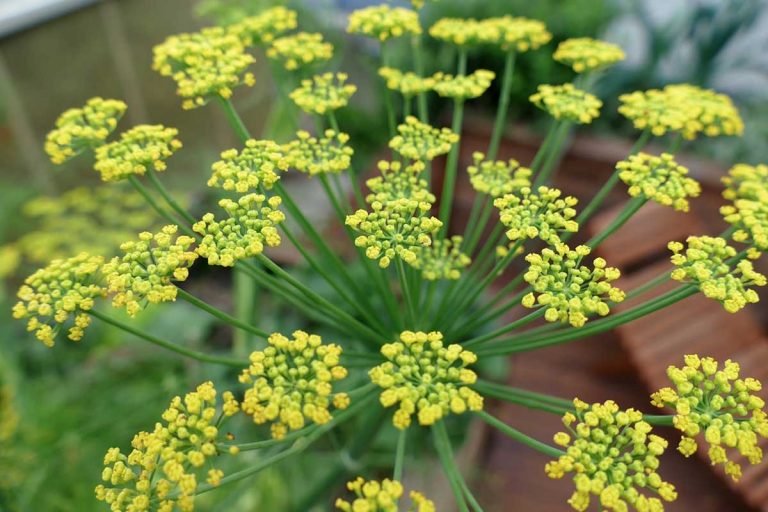 Finocchietto selvatico: cure e rimedi naturali