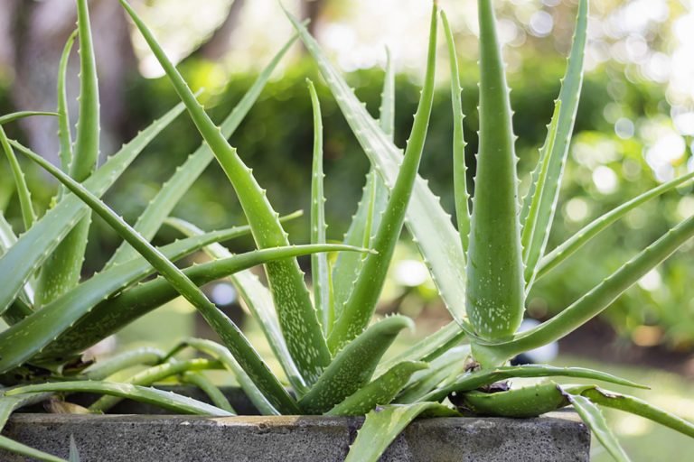 Tutti i benefici dell’Aloe vera e come utilizzarla